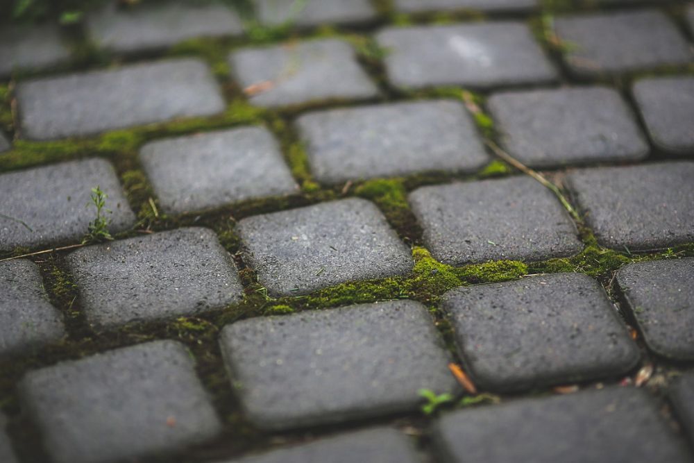 Close up shot of cobblestone with cracks filled with green moss