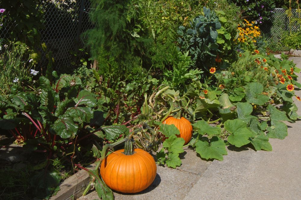 Winter Squash vs. Summer Squash What's the Difference?
