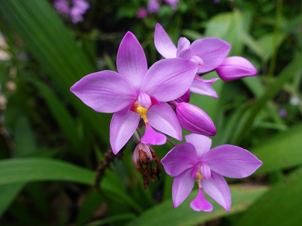 Spathoglottis orchid