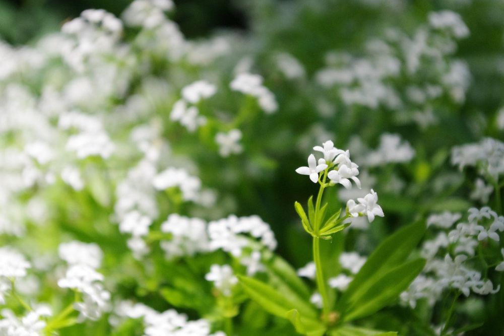 close up image of a blooming sweet woodruff plant