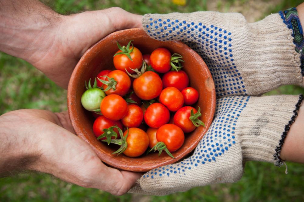 Hands with gardening gloves holding a bowl of miniature tomatoes