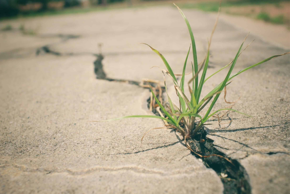 How to Use Baking Soda to Kill Weeds