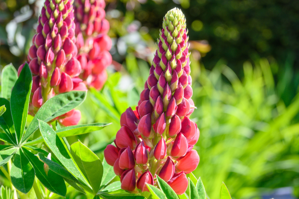 pink lupines in a garden
