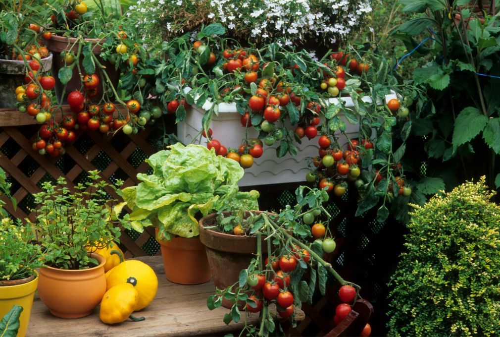 vegetable and aromatic plants on balcony -- container gardening balcony