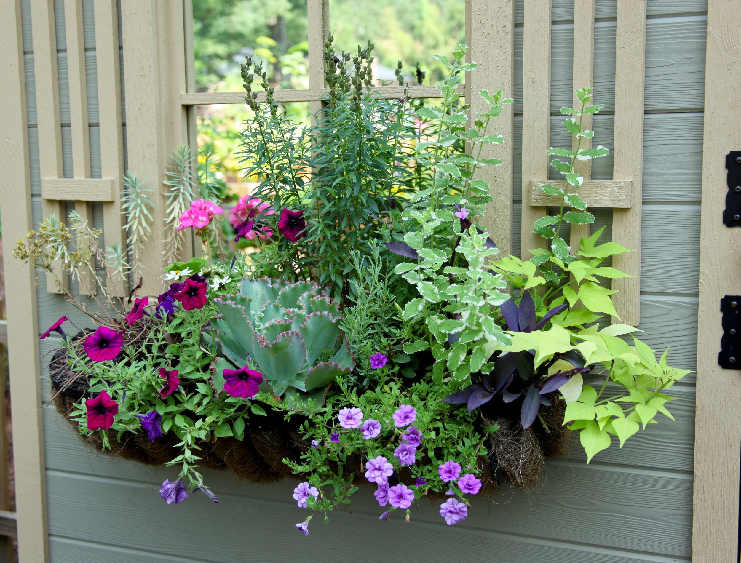 Window box with flowers blooming