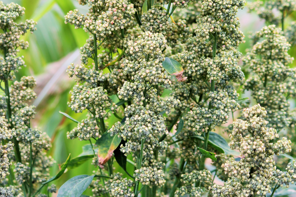 Growing quinoa outdoor