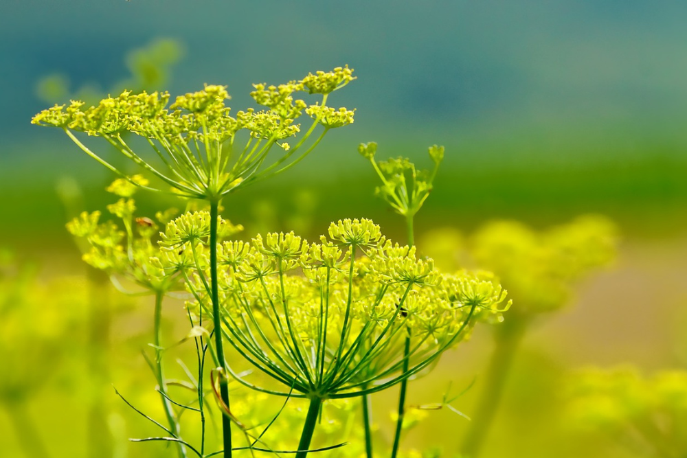 fennel flowers in yellow color
