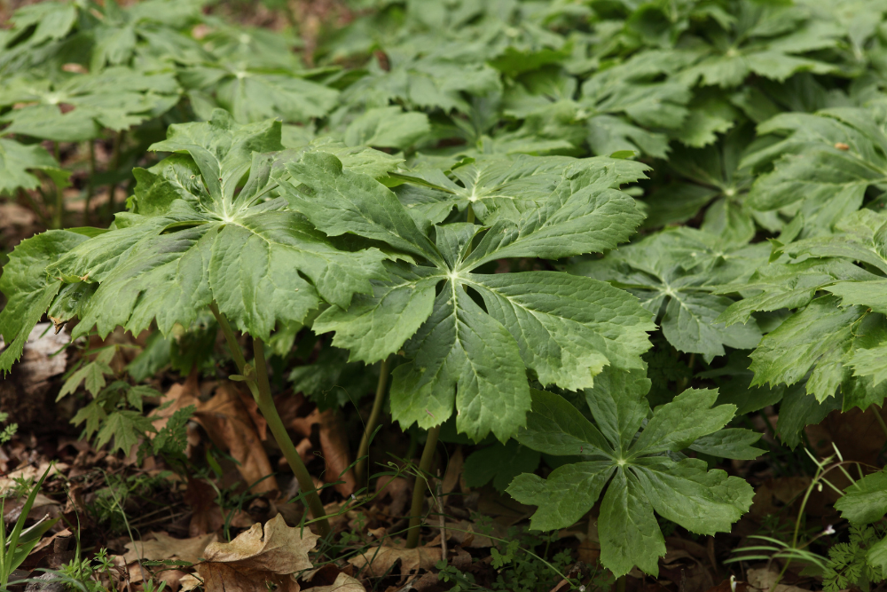 6 Best Low-Light Outdoor Plants