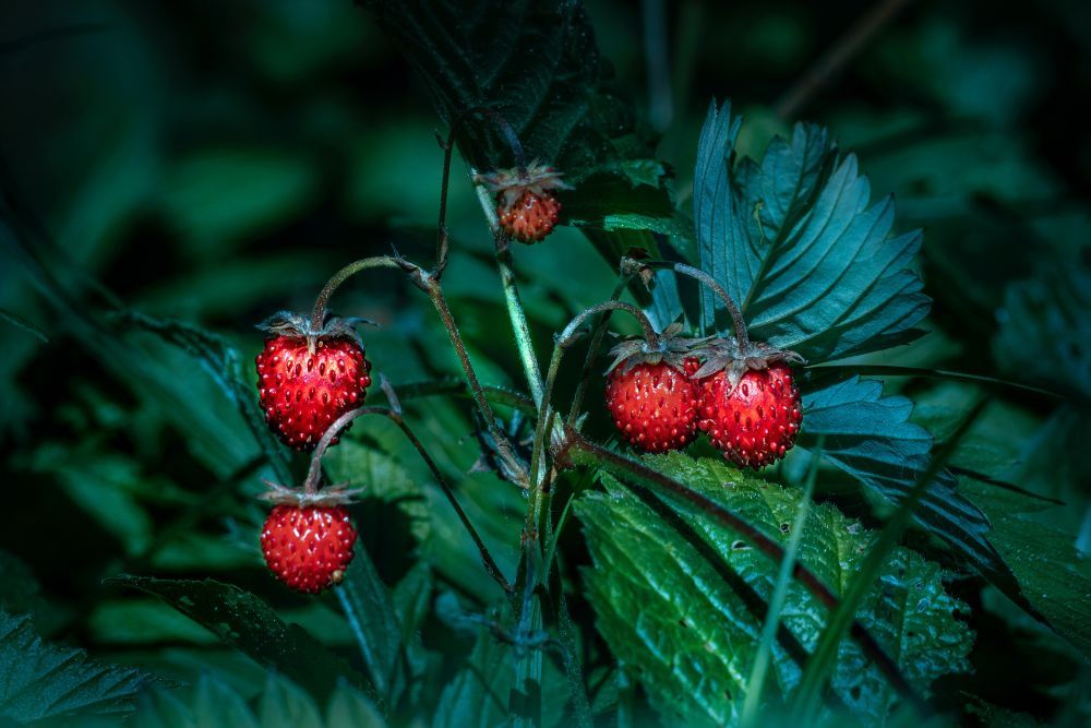 Wild strawberry plant with miniature strawberries hanging off dark green leaves