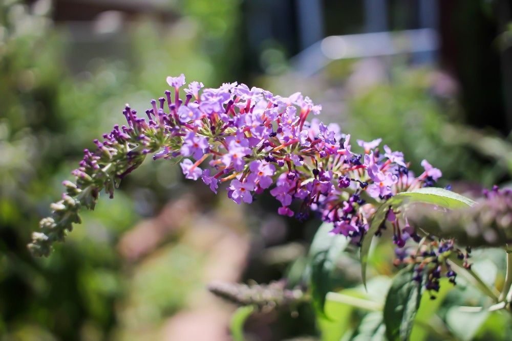 5 Tips For Caring For Your Butterfly Bush