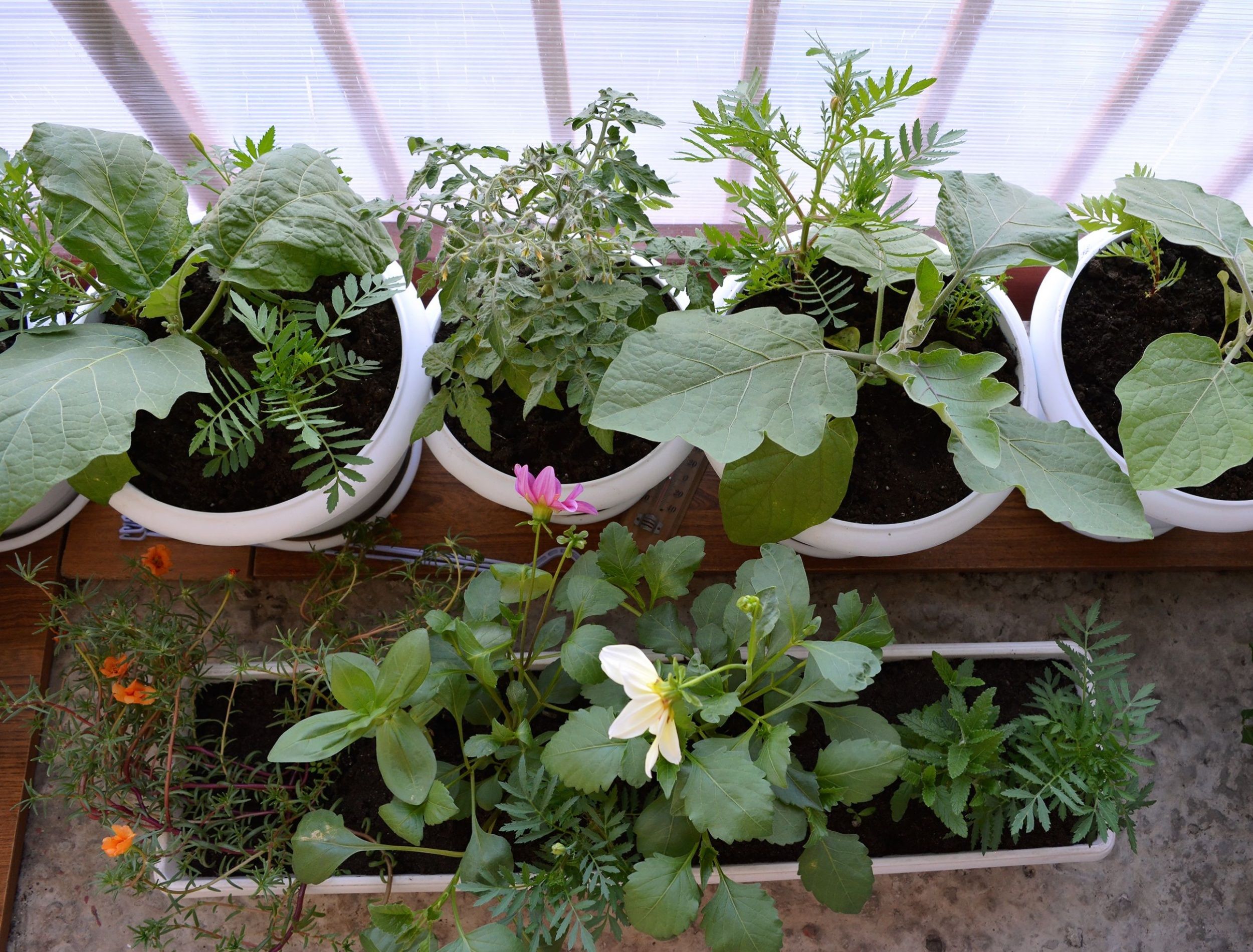 Container garden on the balcony. Top view on eggplants, tomato, annual dahlia, tagetes and portulaca