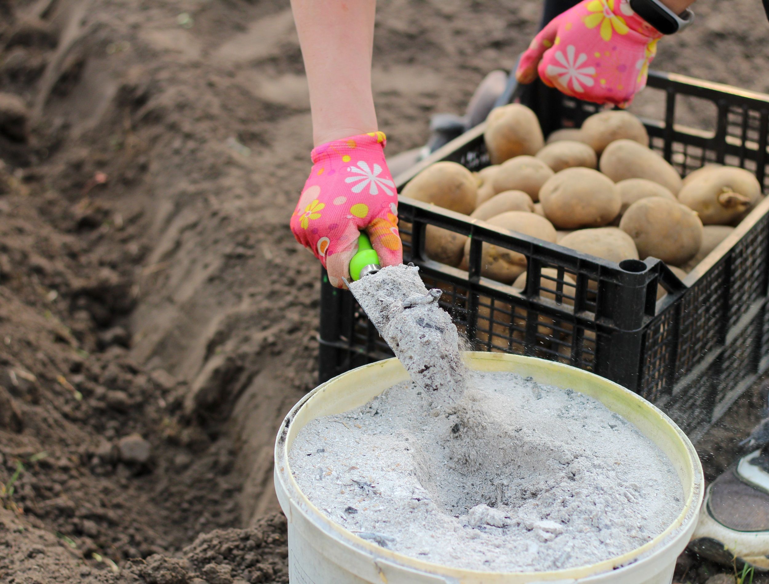 best organic fertilizer for potatoes