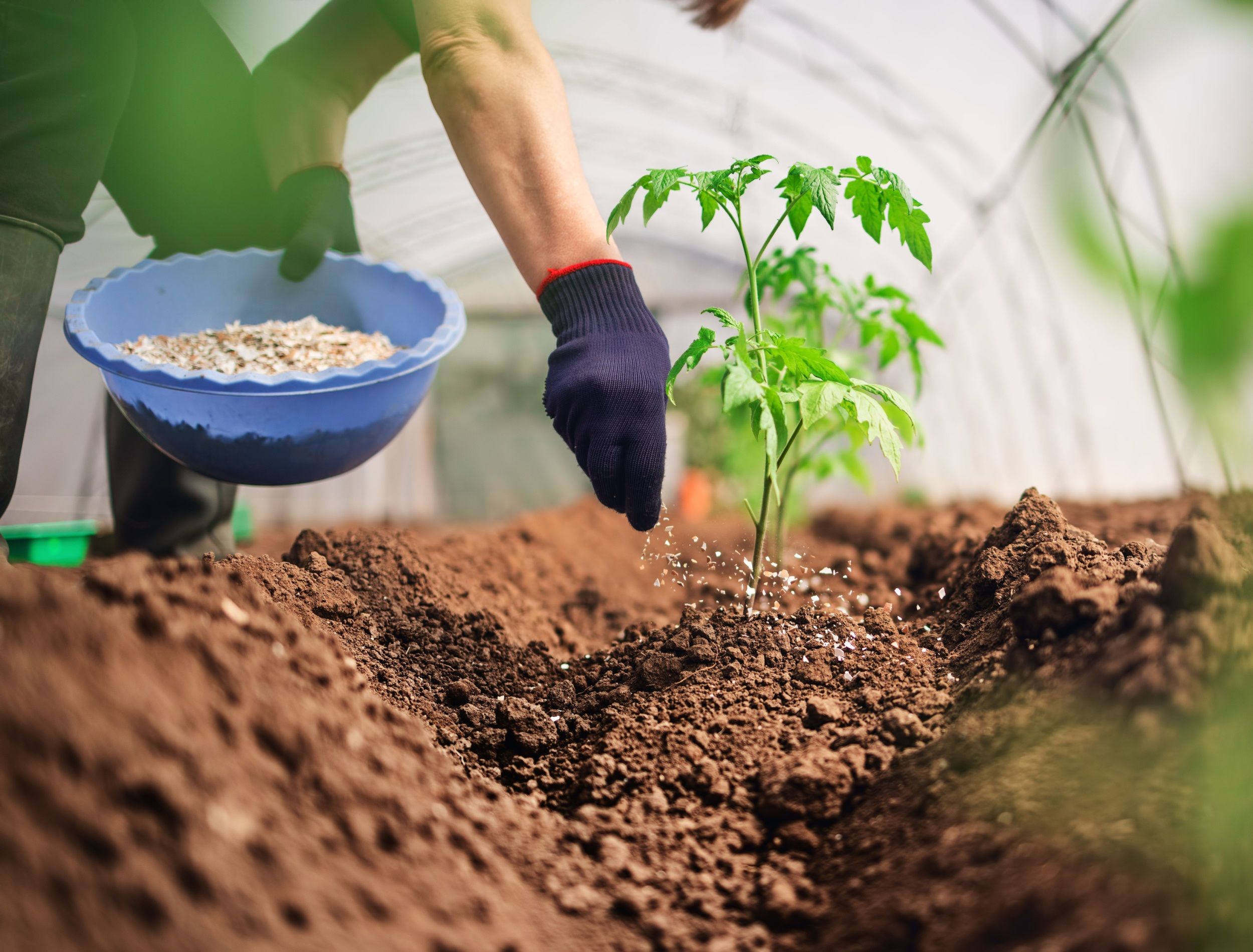 When Should You Fertilize Your Tomato Plants
