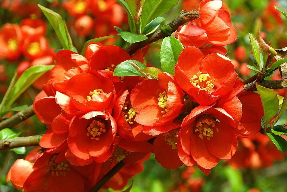 bright red flowers, flowering quince