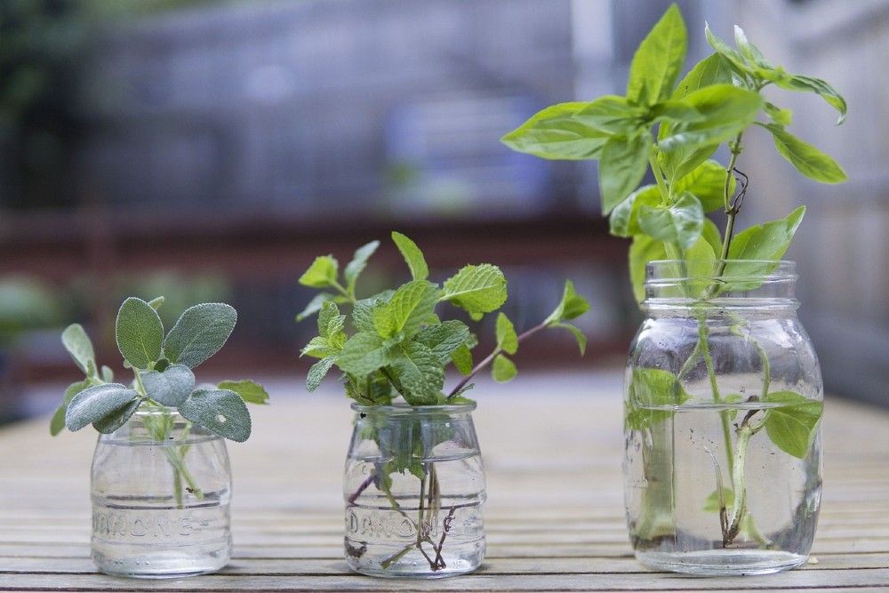 herbs in glasses of water on counter