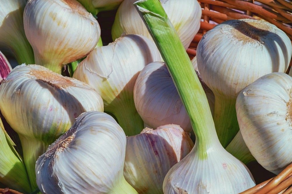 freshly picked garlic heads in a basket
