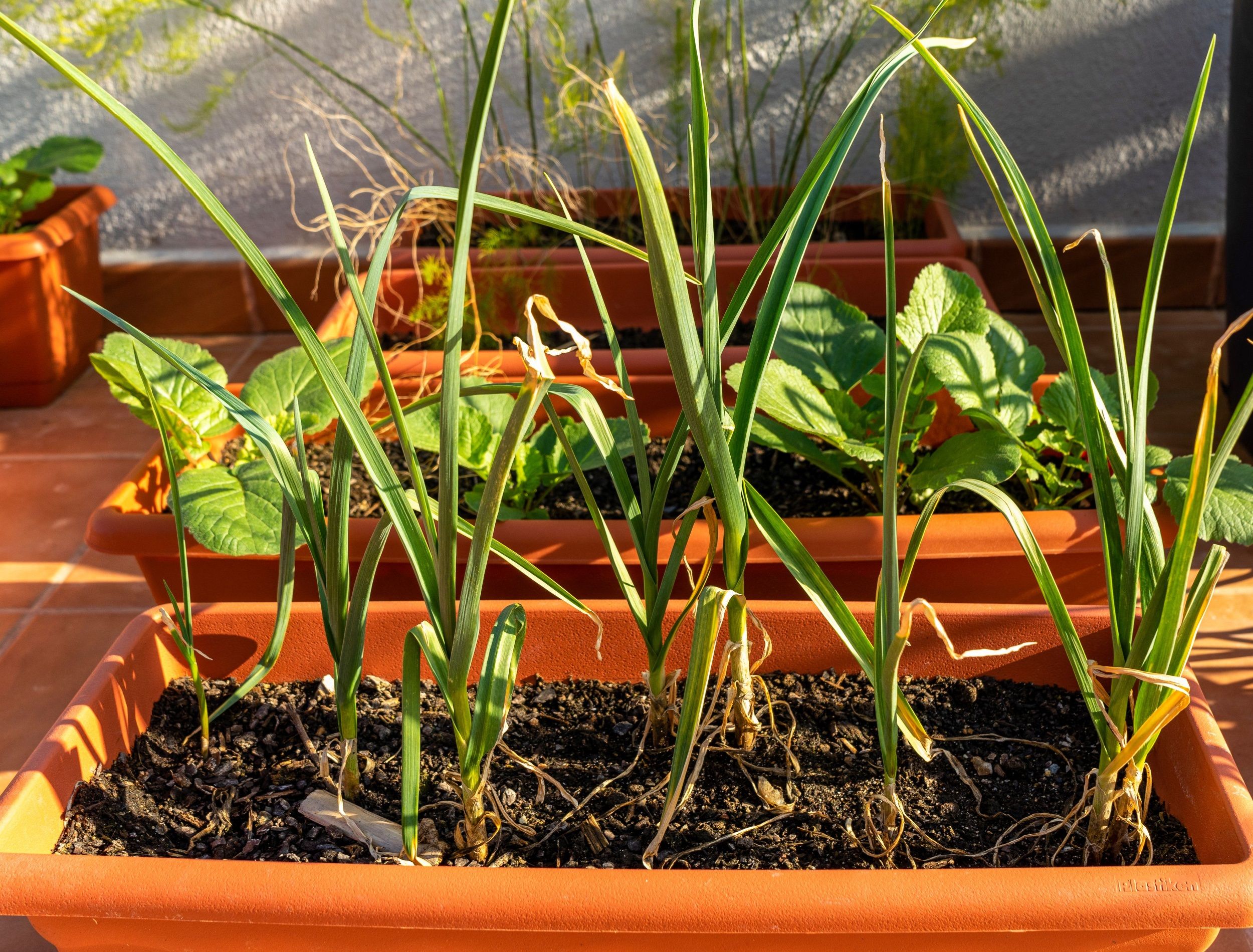View of an urban garden in plastic pots with chives and garlic in the foreground. Selective focus. Eco food concept