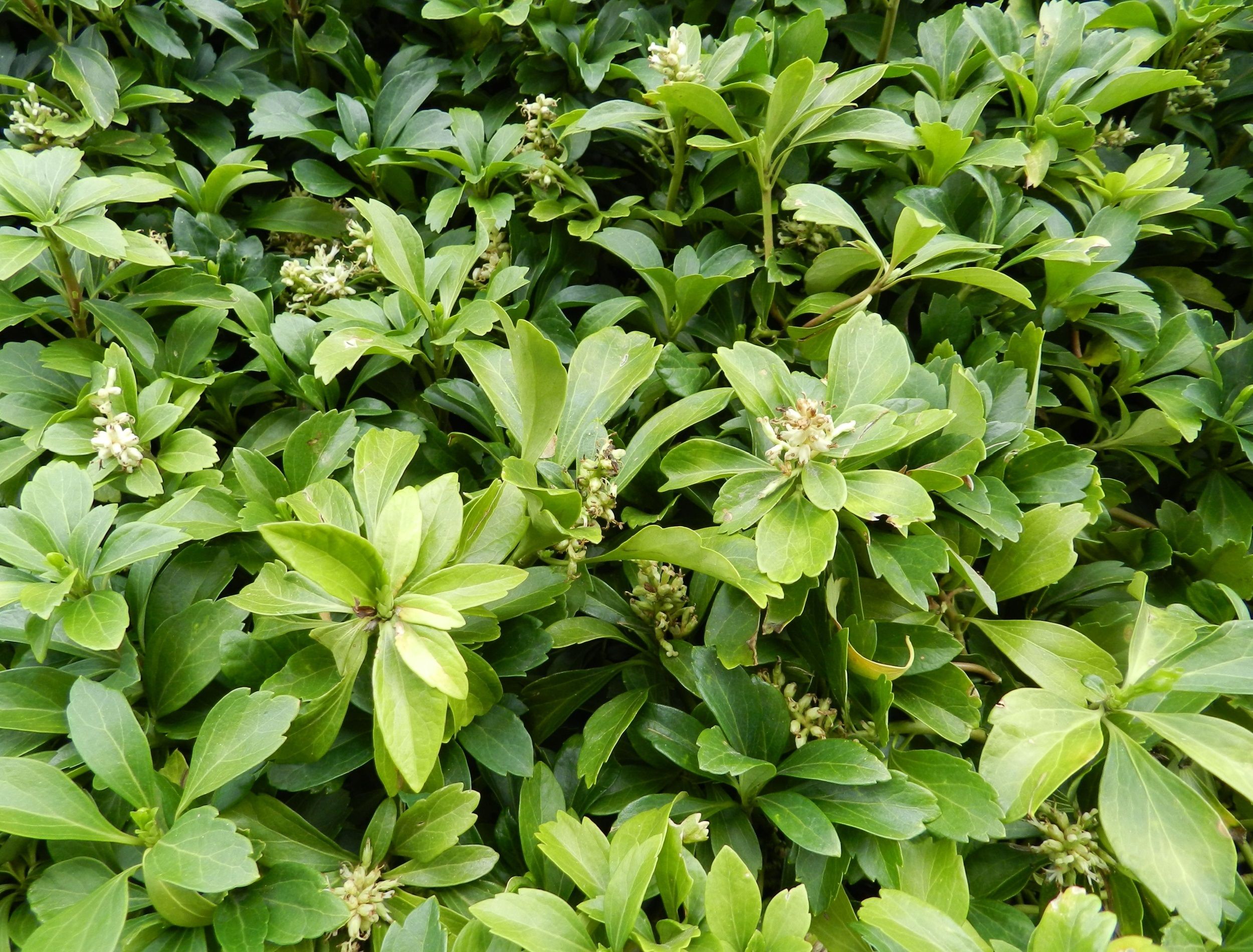 Green leaves of Pachysandra ground cover