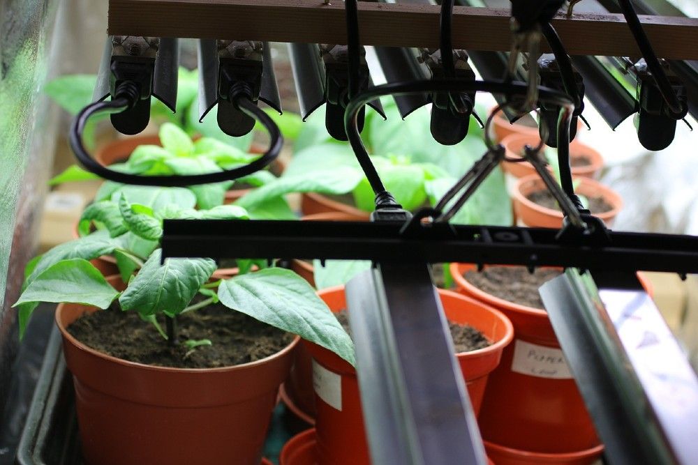 pepper seedlings growing under grow lights