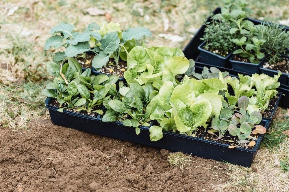 plants outdoors in seed trays, harden off plants