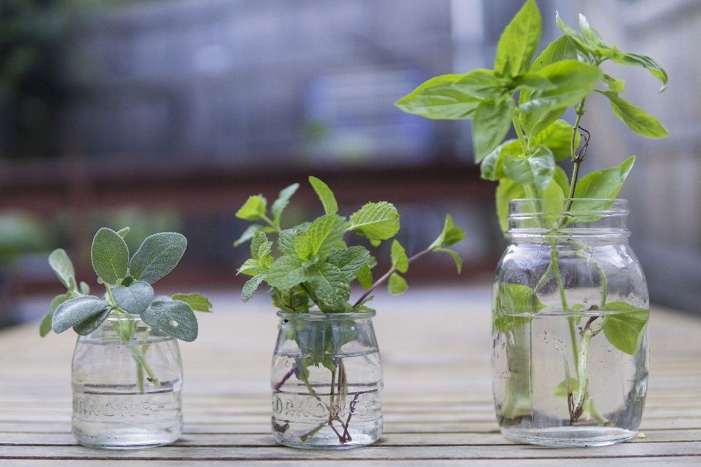 5 Herbs You Can Grow in Water