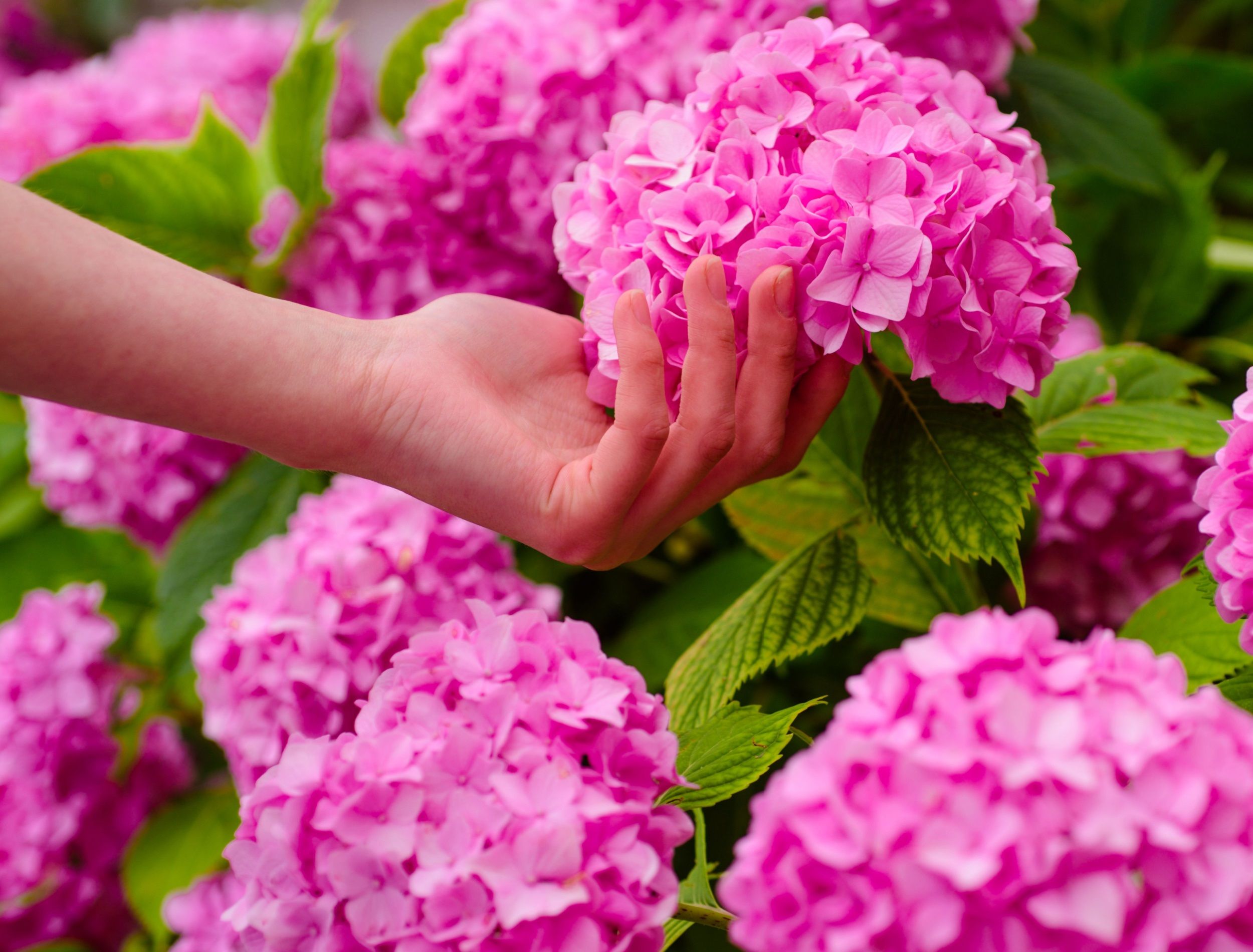 hand holding a pink hydrangea