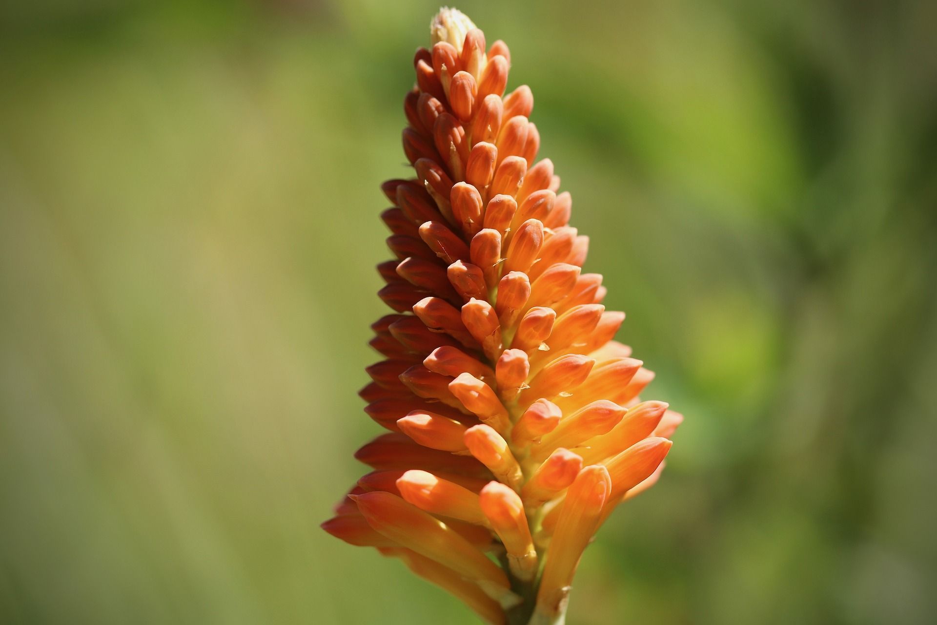 Torch lily nectar flower