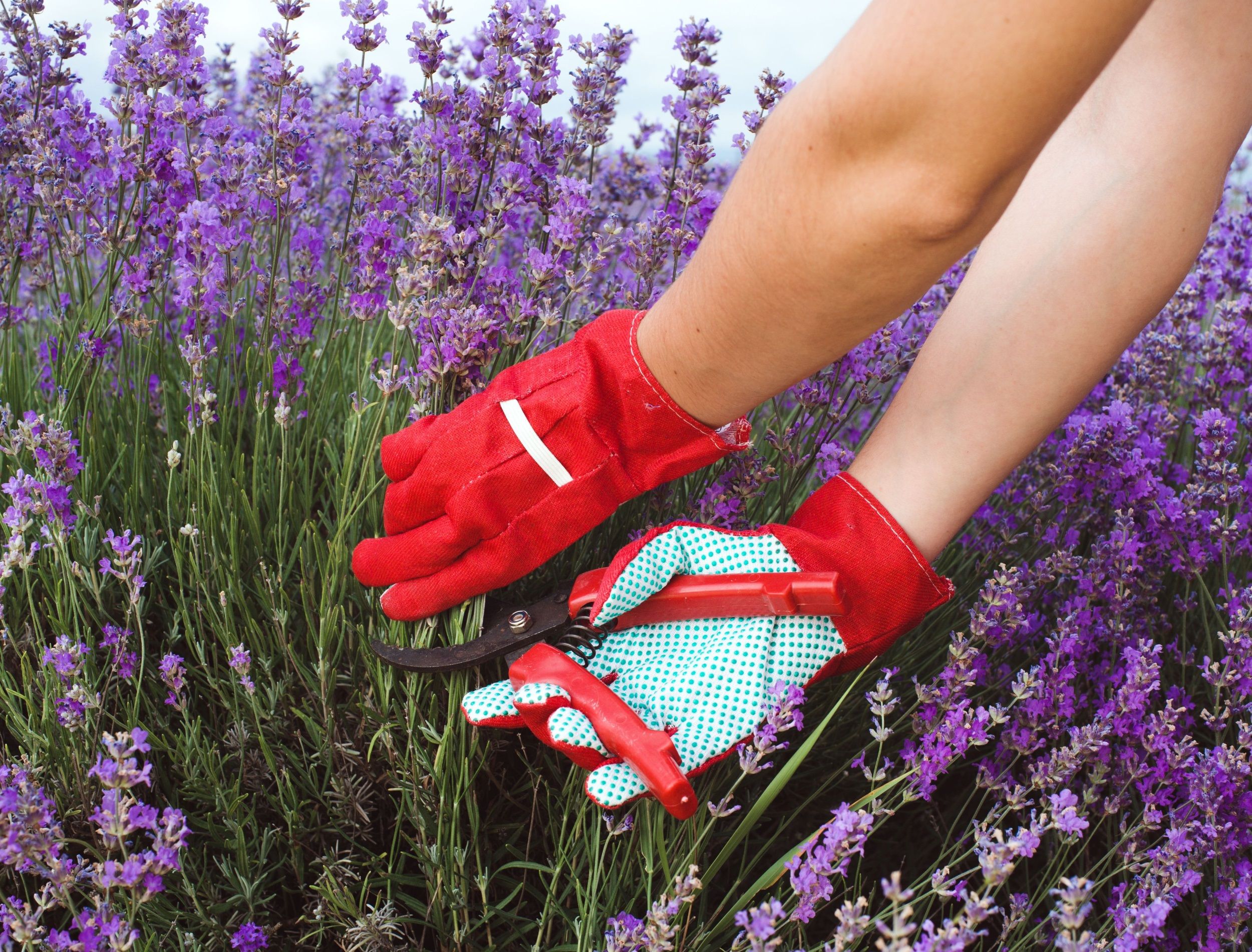 should-you-cut-back-lavender-in-spring