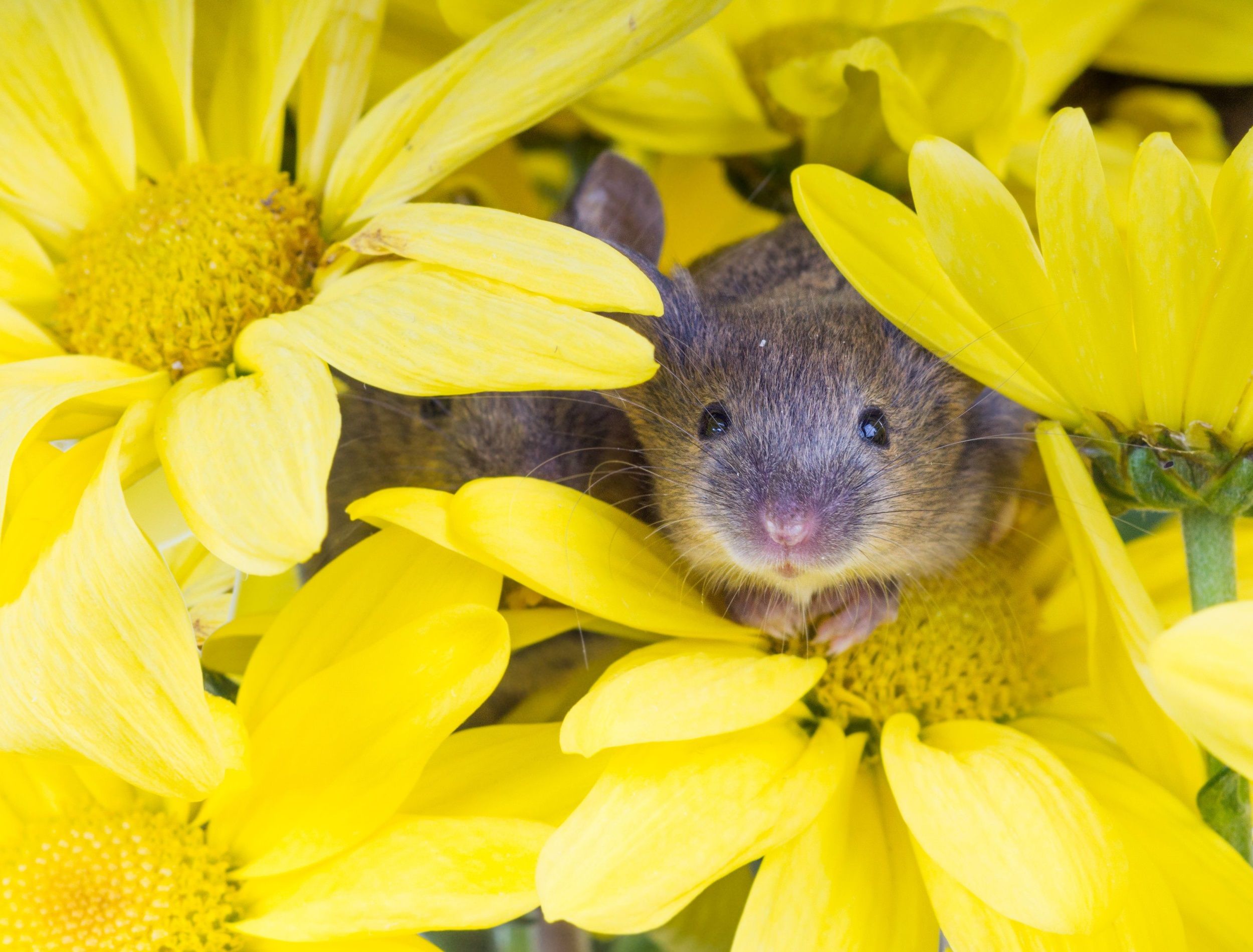 Common house mouse (Mus musculus) in flowers yellow chrysanthemums
