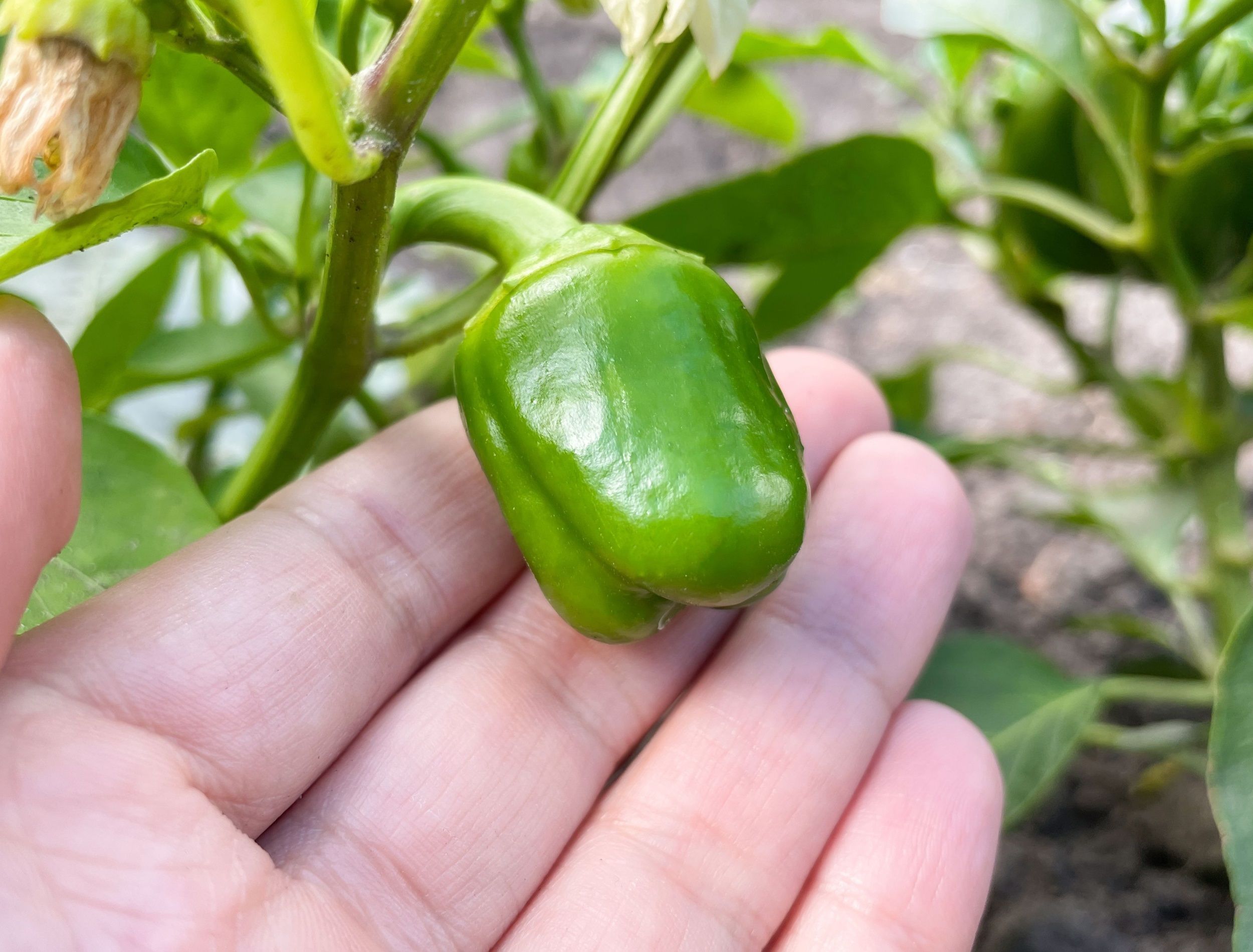 Sweet green mini pepper growing in the vegetable garden. Ripe bell pepper in the garden. Cultivation of vegetables
