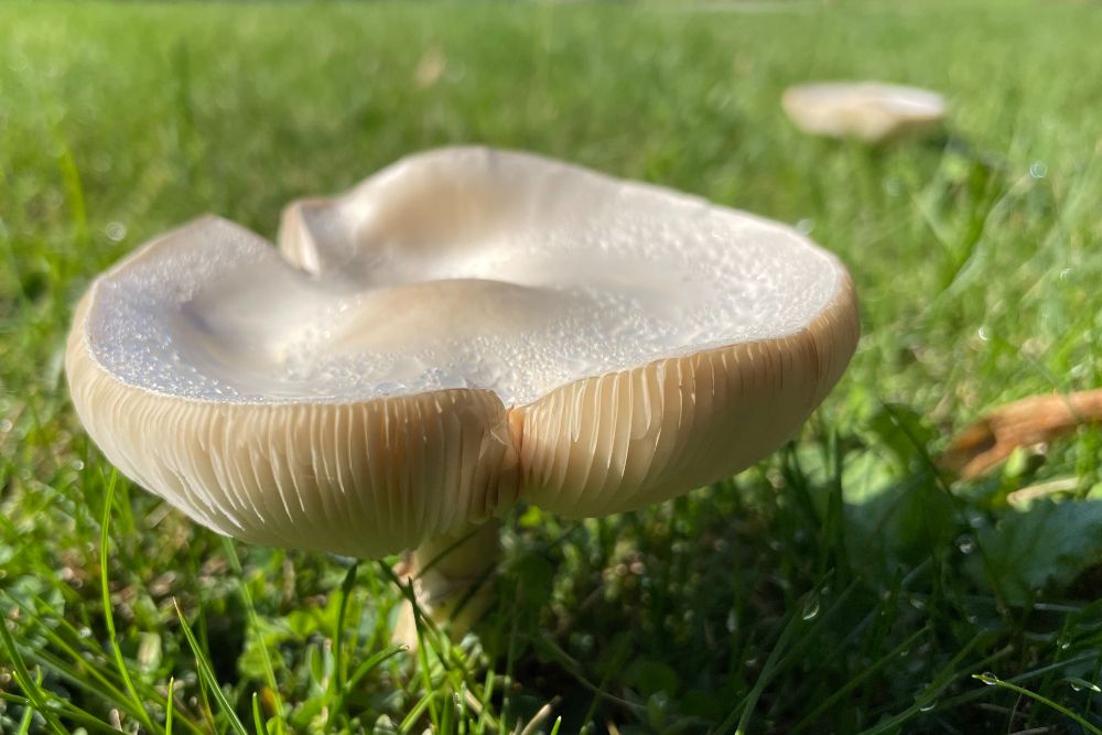 White mushroom on green grass in lawn
