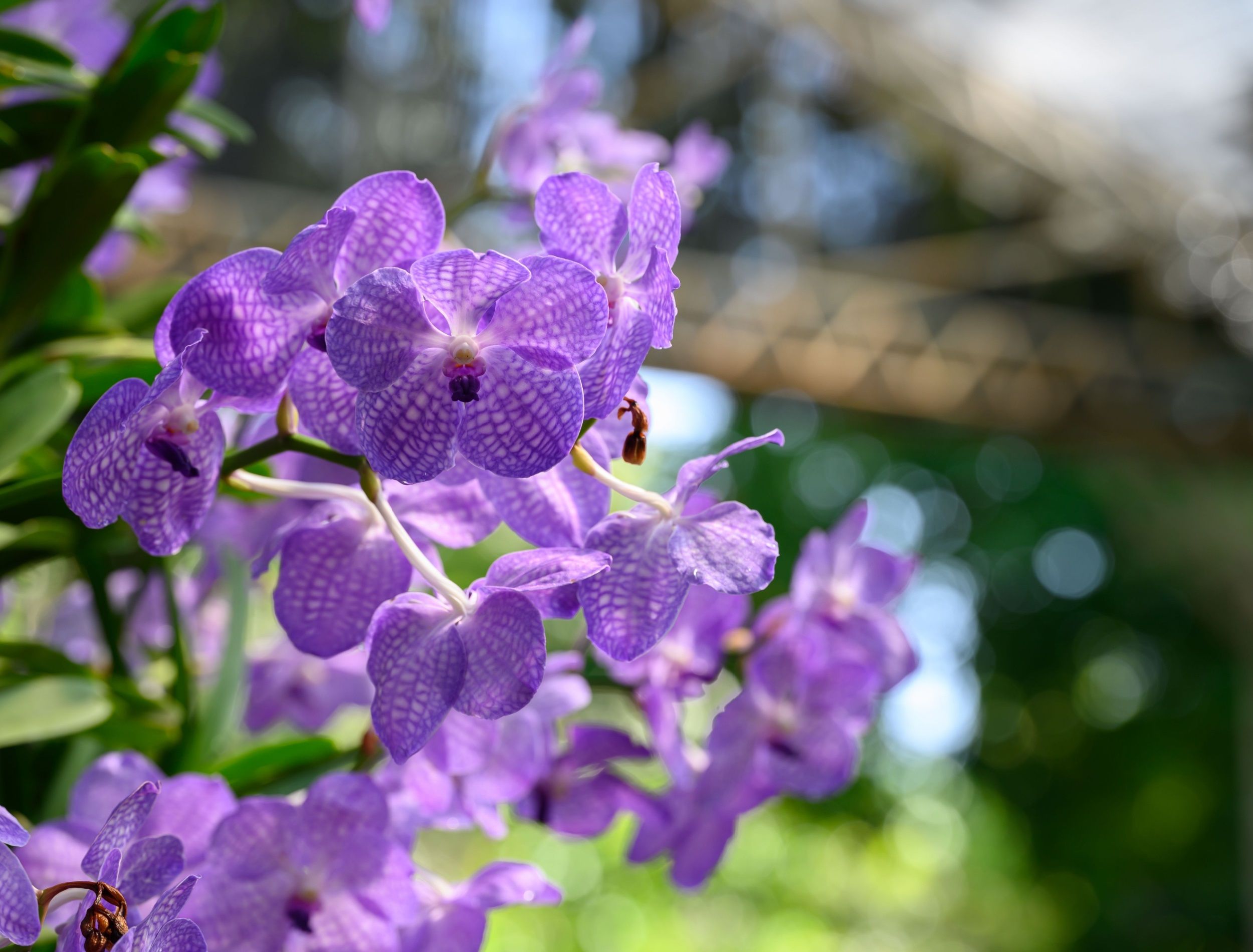 7 tips on growing orchids outdoors