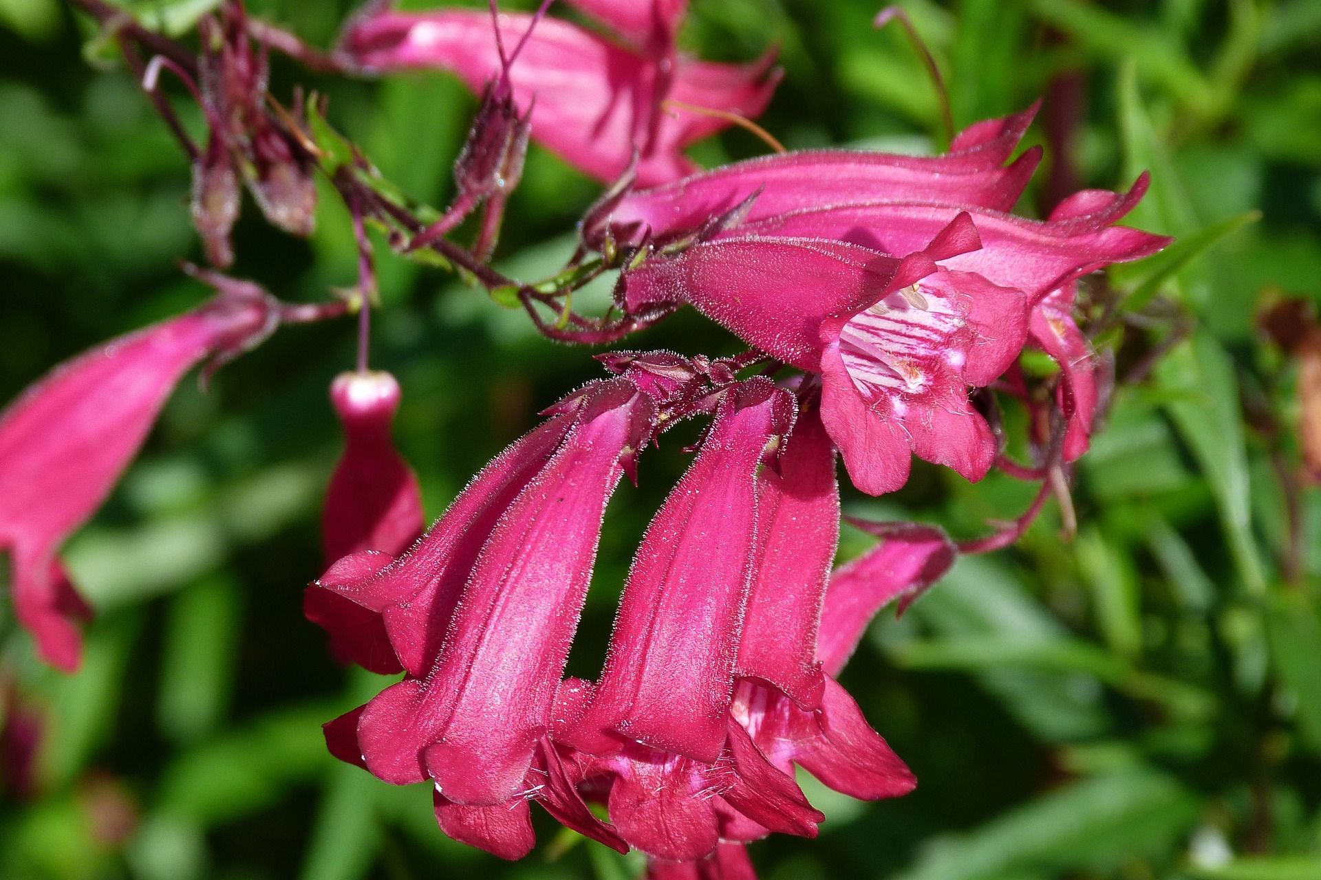 Beardtongue nectar plant