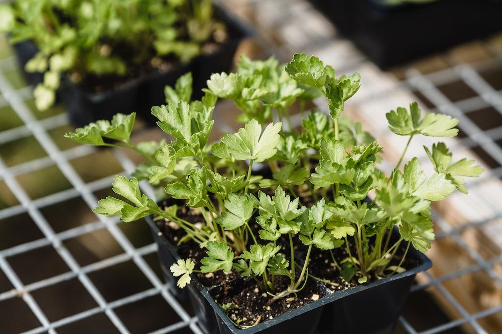 8 Tips For Growing Celery in Your Home Garden