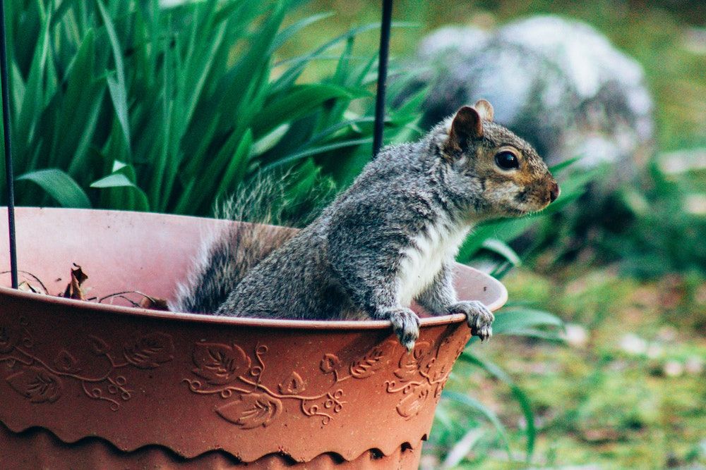 squirrel in planting pot