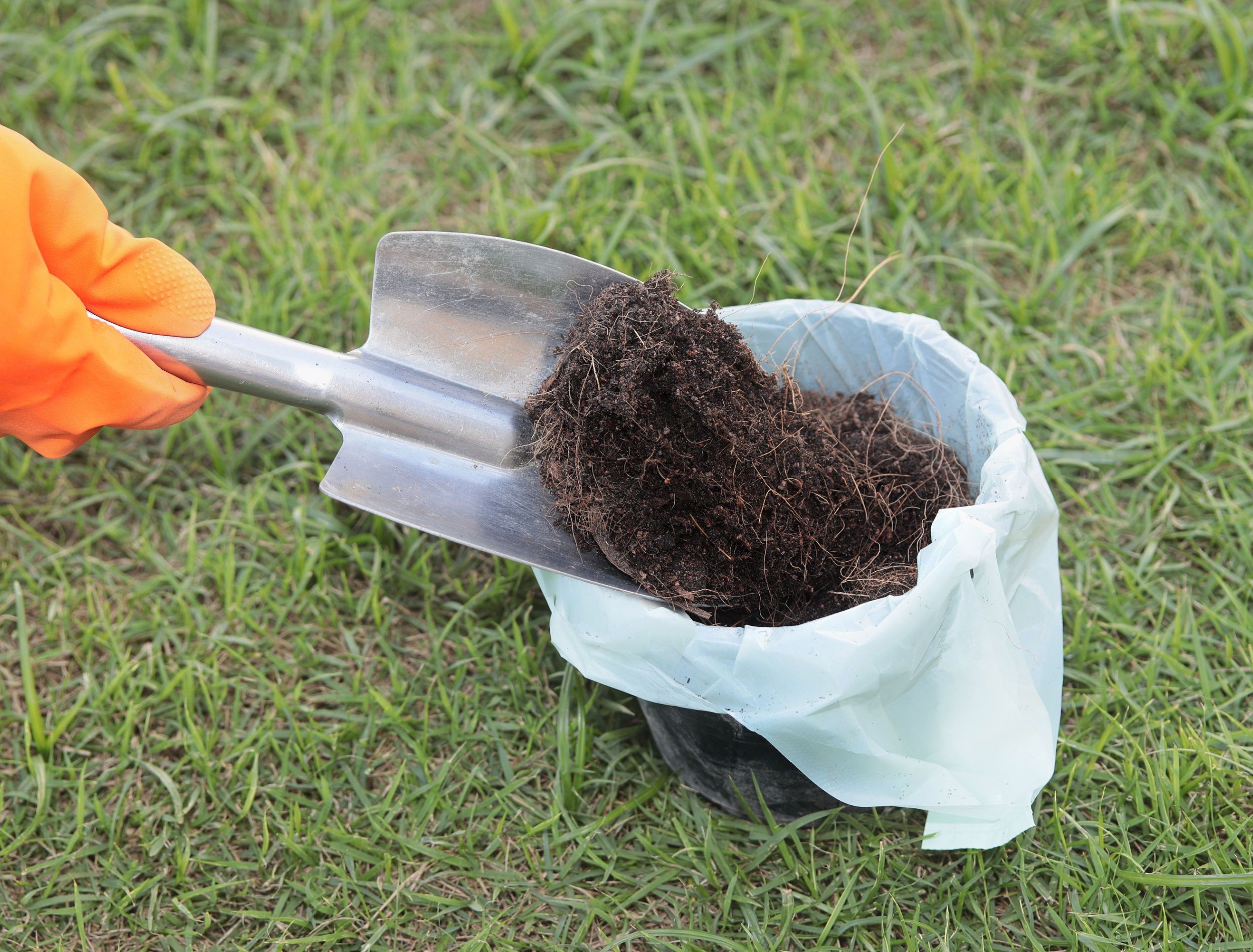 Wearing orange rubber gloves, use a shovel to scoop the soil into black plastic pots lined with white plastic bags on the grass