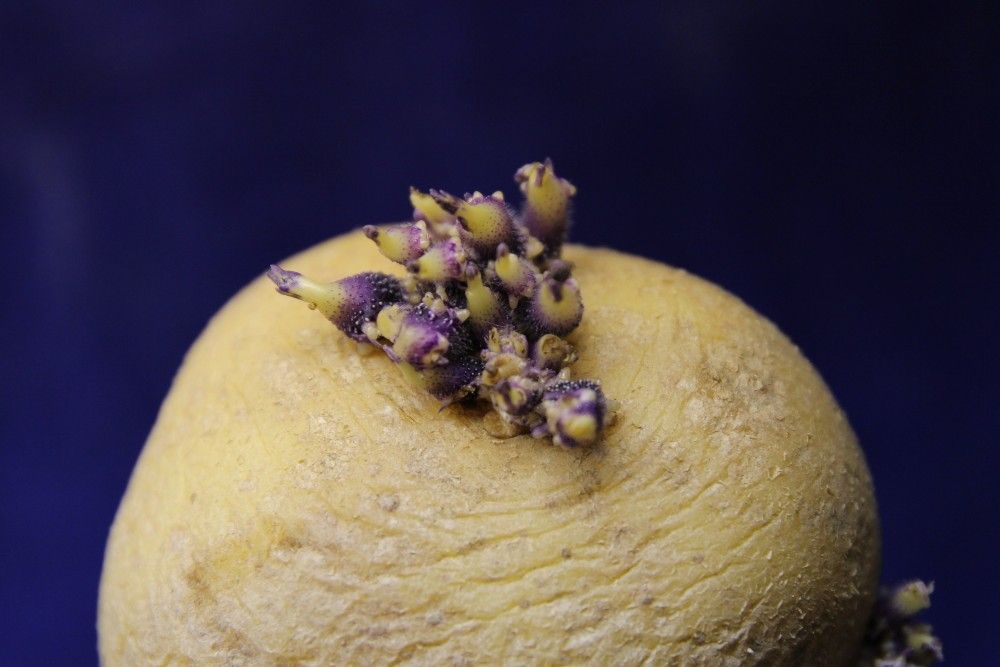 Potato with little purple eyes