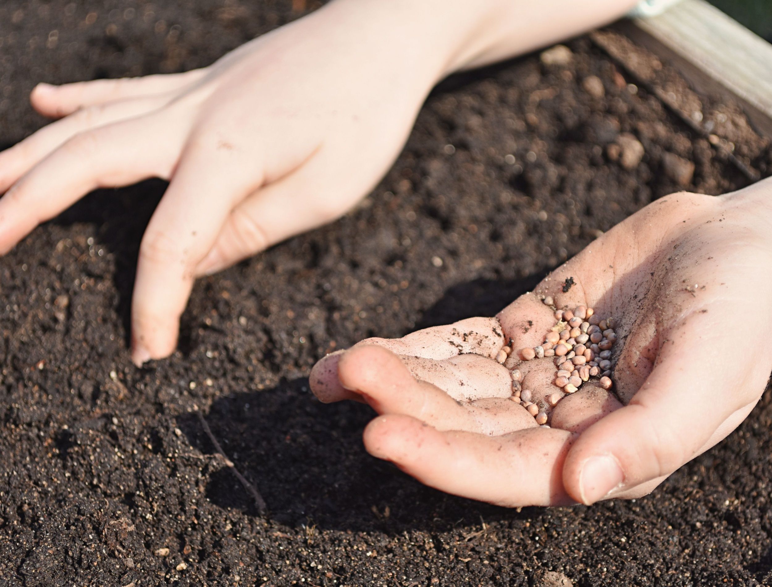 Young girl hands with seeds, planting radish seeds in soil outdoor on sunny day, close up view.