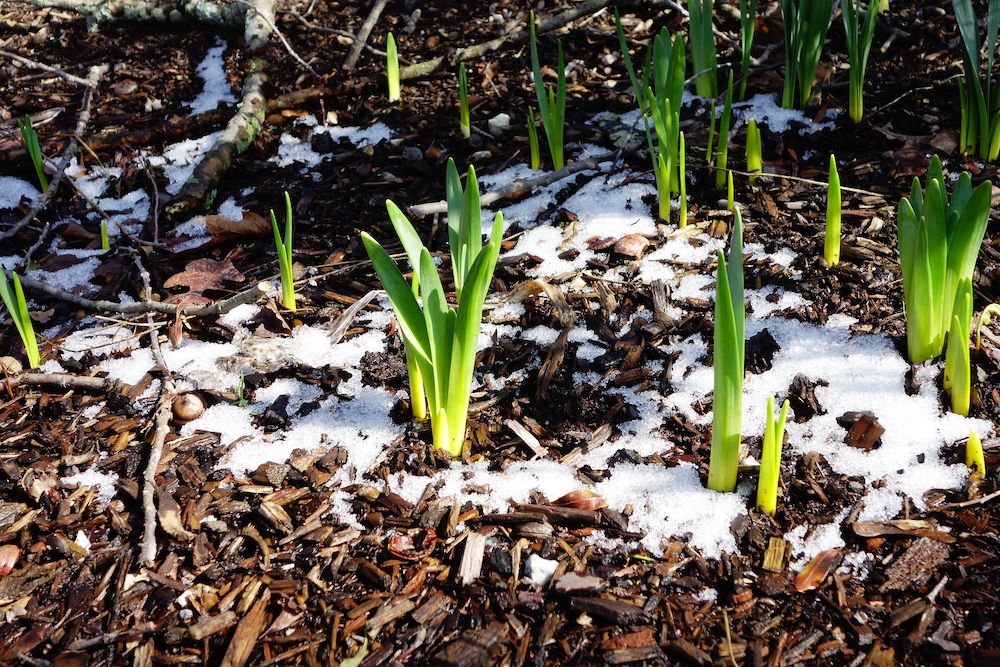 Daffodil bulbs beginning to sprout out of snowy mulch in early spring