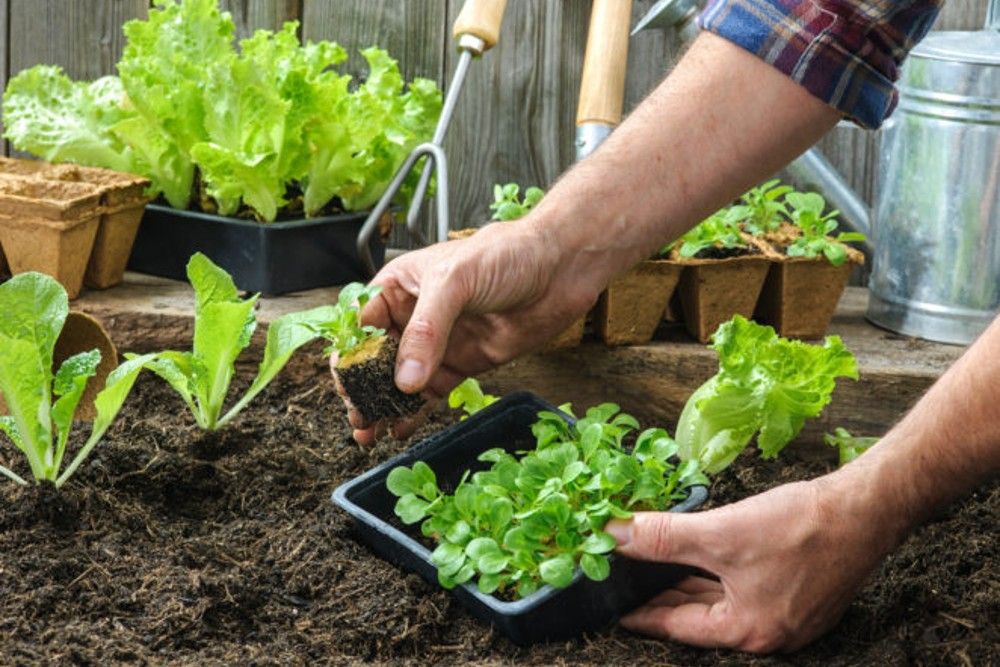 transplanting lettuce into a garden bed
