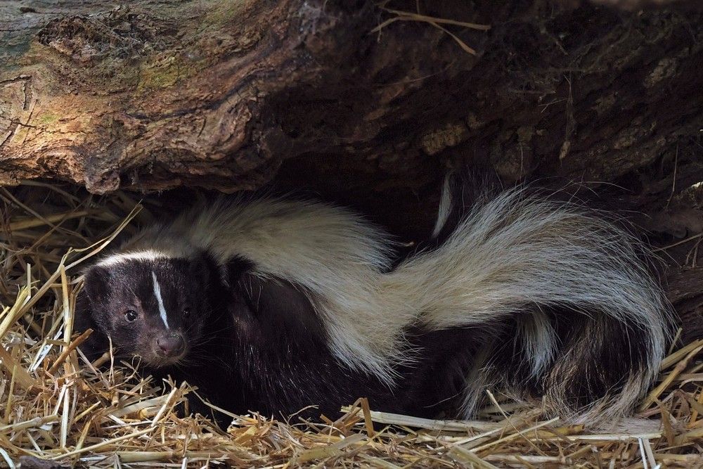 Skunk sitting under a log