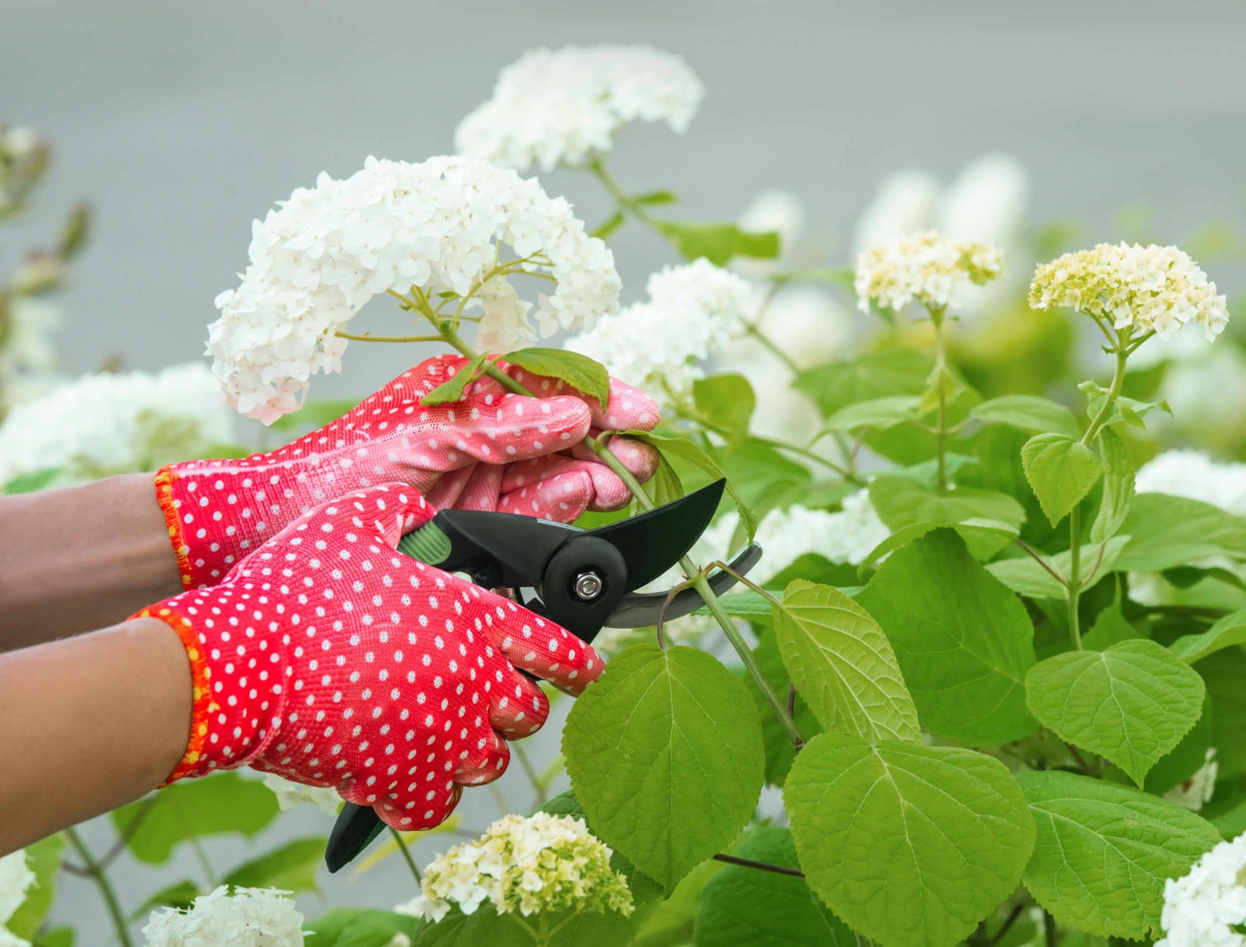 Should You Prune Hydrangeas in the Spring?