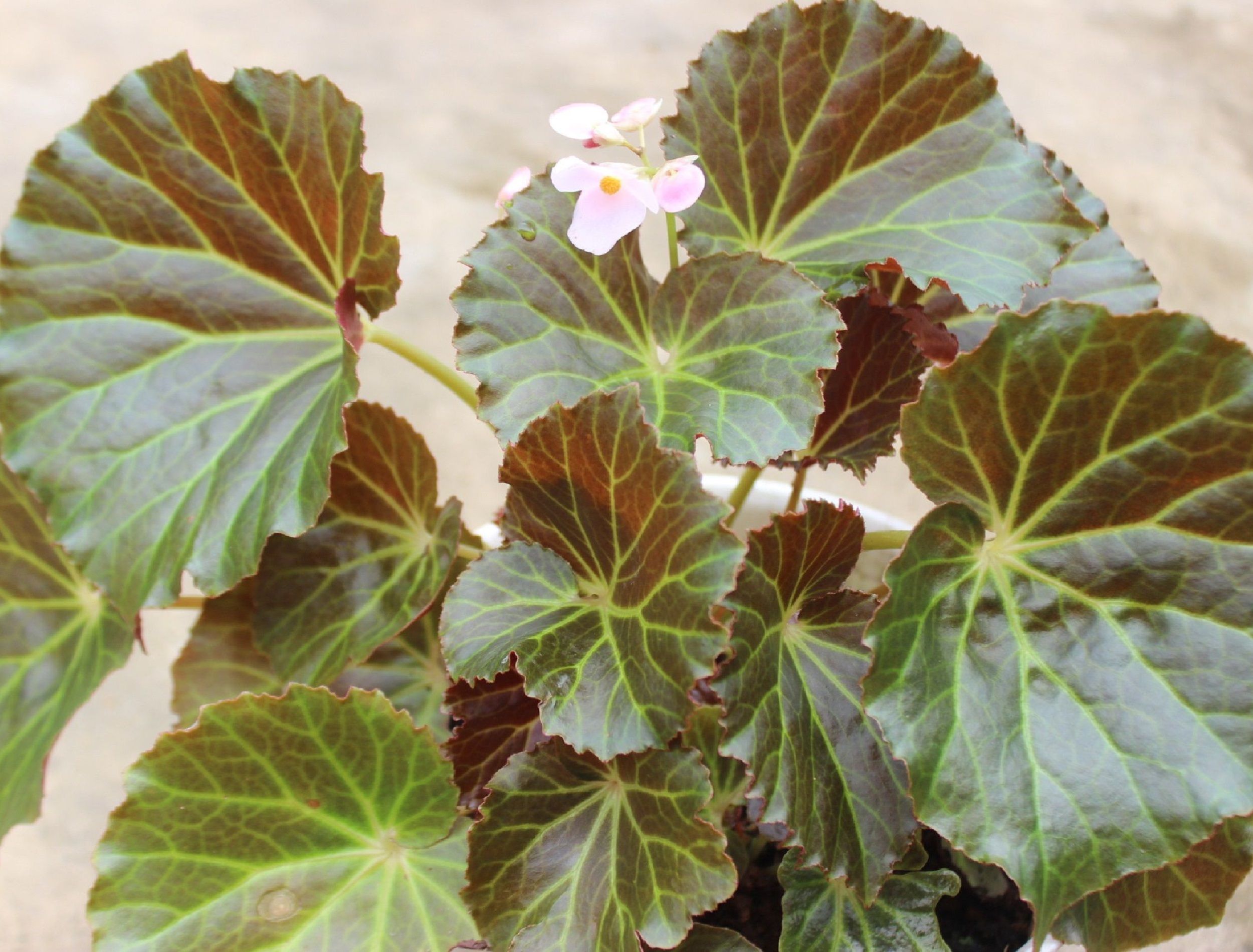 Strawberry begonia flowers in white pots with lush leaf growth and beautiful pink flower buds