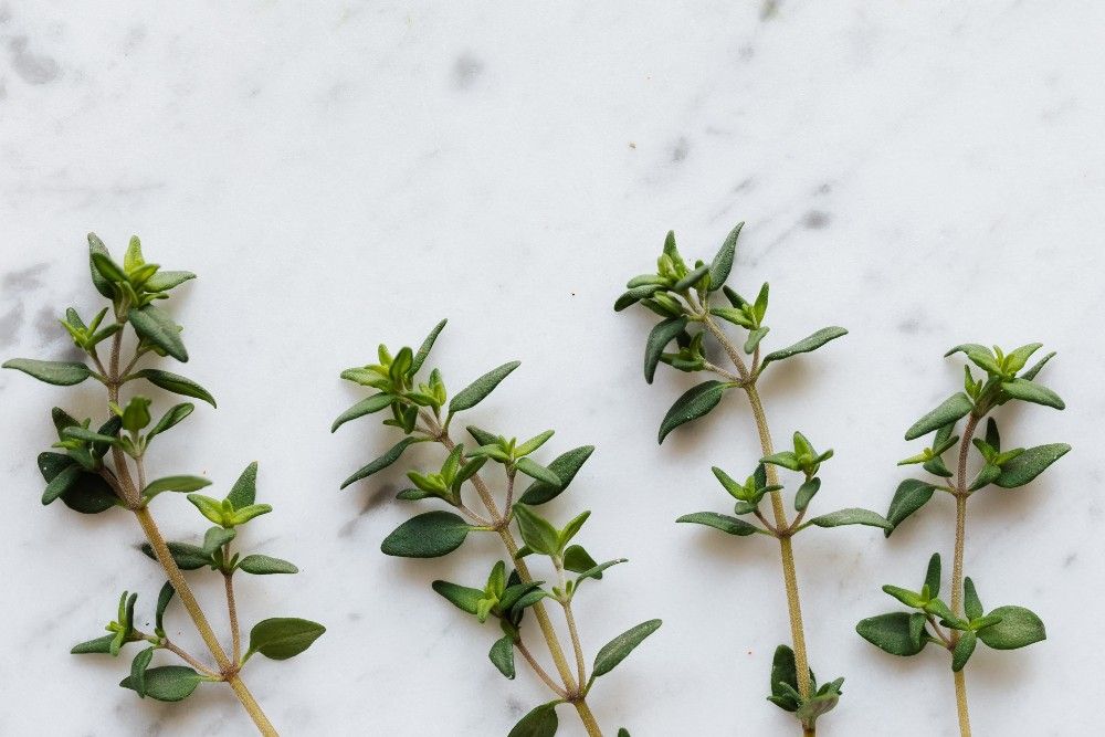5 Herbs You Can Grow in Water