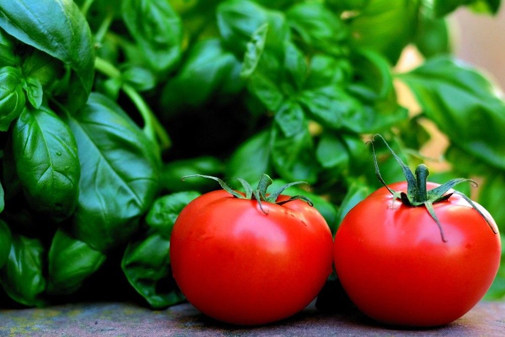 tomato and basil companion plants