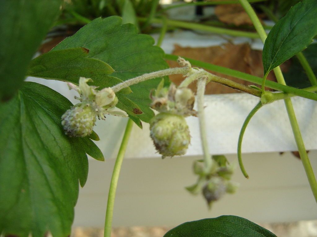 5 Common Strawberry Diseases & How to Fix Them