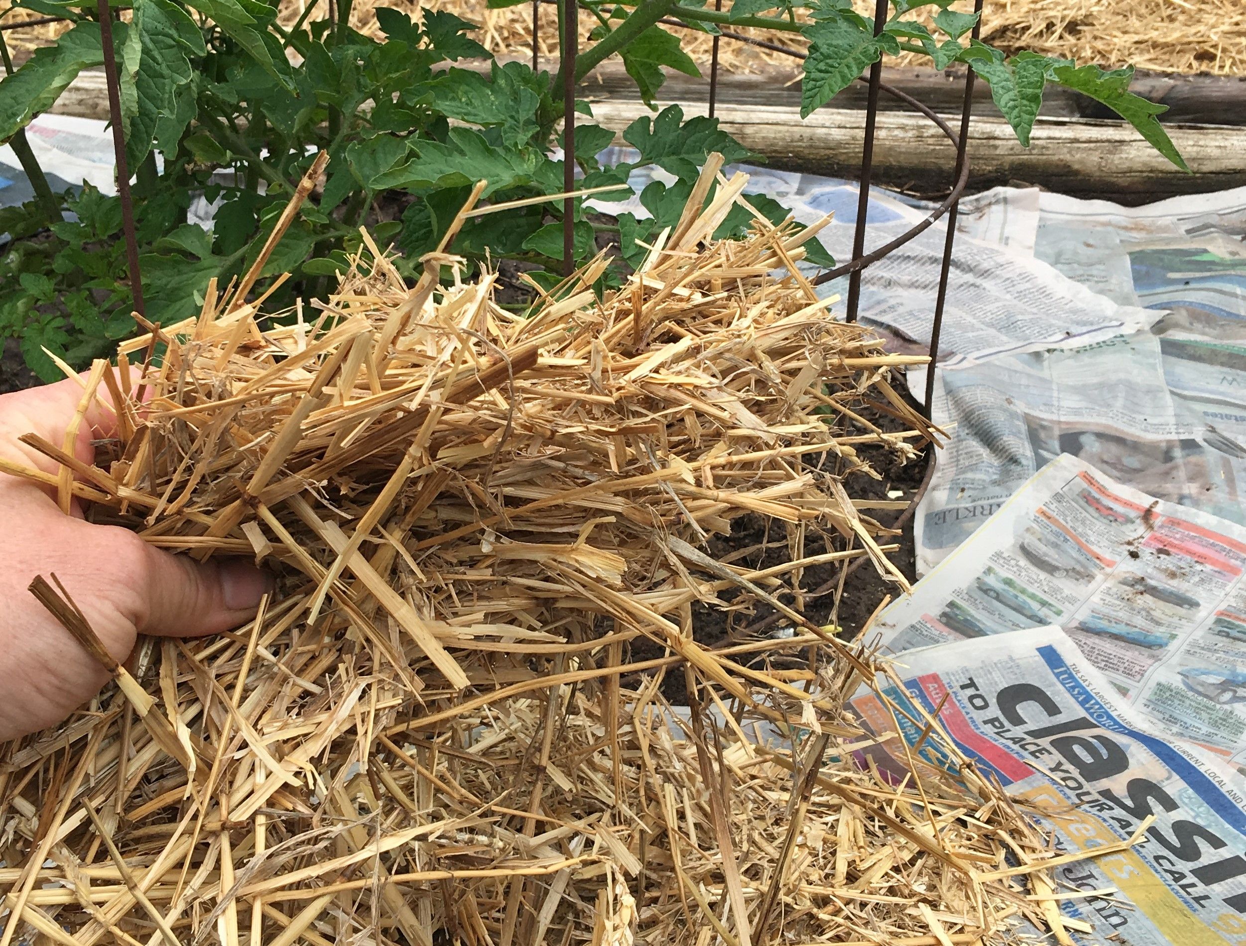 Mulching around the tomatoes with newspaper and straw. A great way to control weeds.