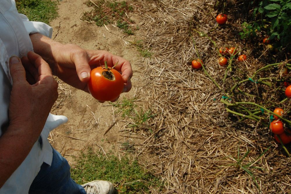 Why Your Tomatoes Are Catfacing and How to Fix It