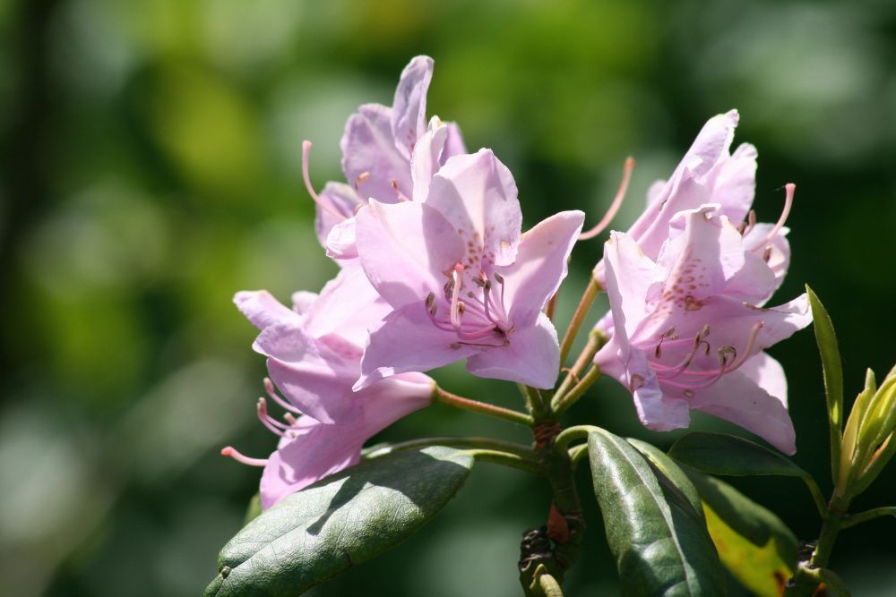 5 Tips for Growing Azaleas in Pots
