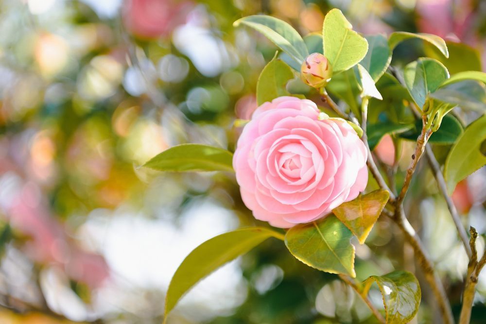 When To Fertilize Your Camellias For The Best Blooms